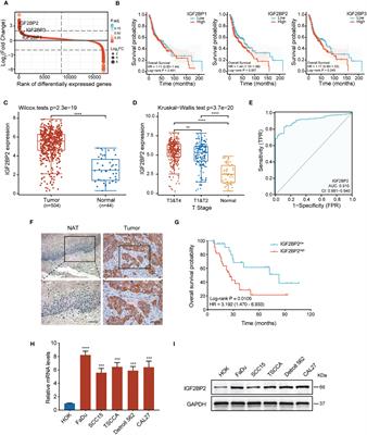 IGF2BP2 promotes head and neck squamous carcinoma cell proliferation and growth via the miR-98-5p/PI3K/Akt signaling pathway